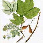 Botanische Tafel Ahorn