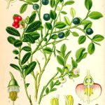 Botanische Tafel Heidelbeere